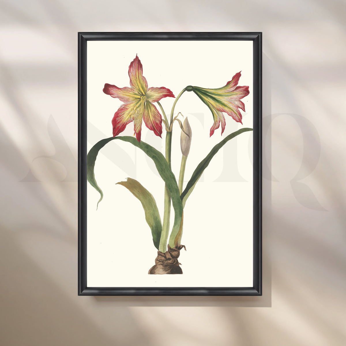Amaryllis Botanica Canvas Artwork – Asha Art Studio – Image 3