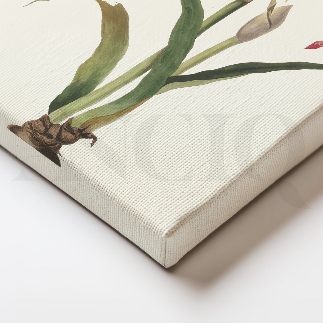 Amaryllis Botanica Canvas Artwork – Asha Art Studio