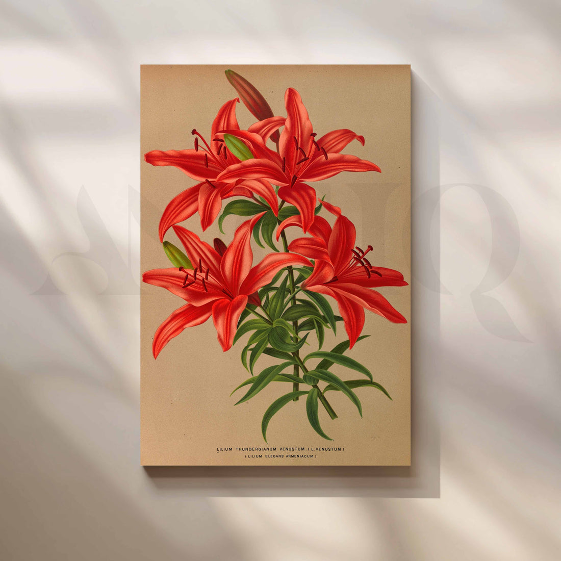 Vintage Red Lily Botanical Canvas Artwork – Asha Art Studio