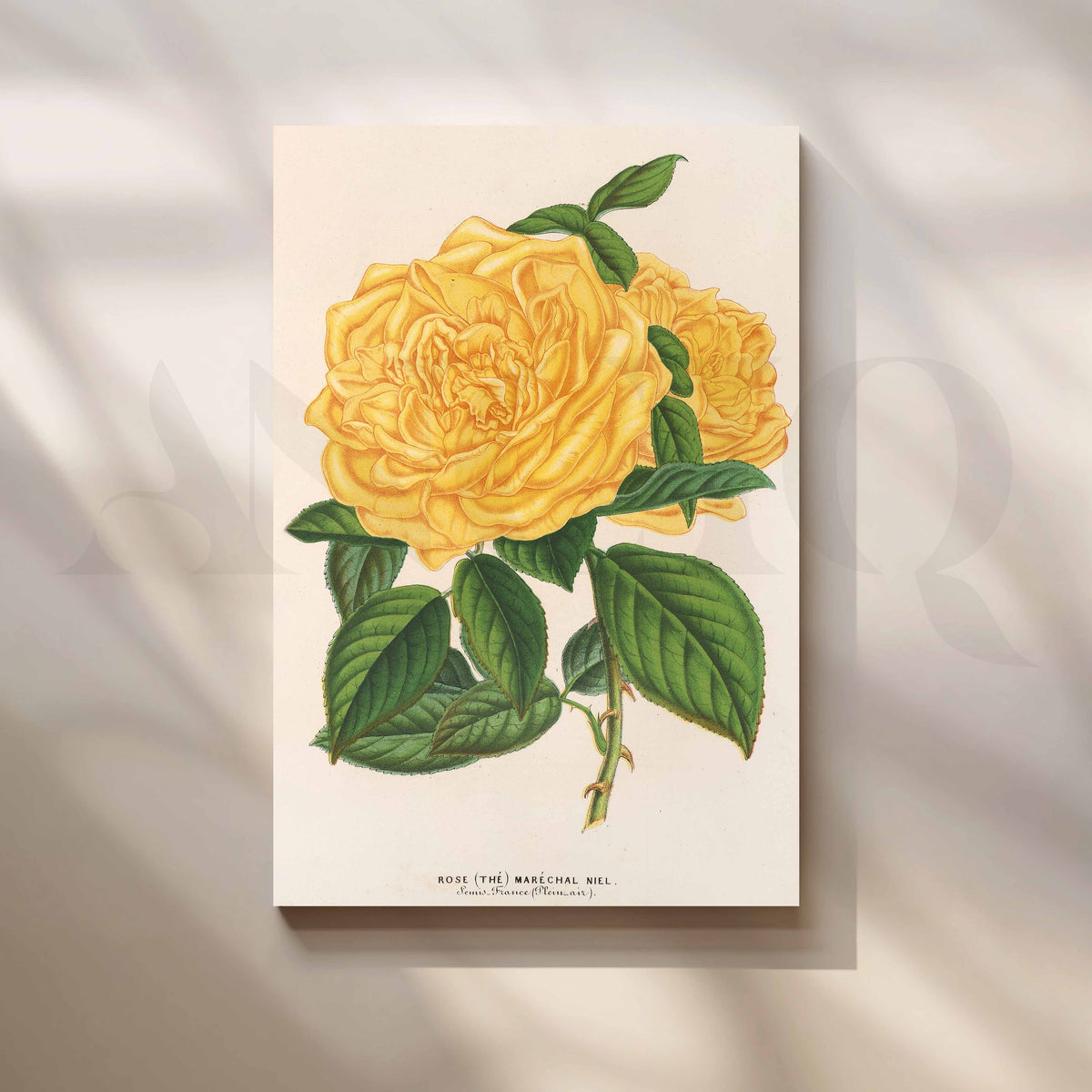 Vintage Yellow Rose Botanical Canvas Artwork – Asha Art Studio