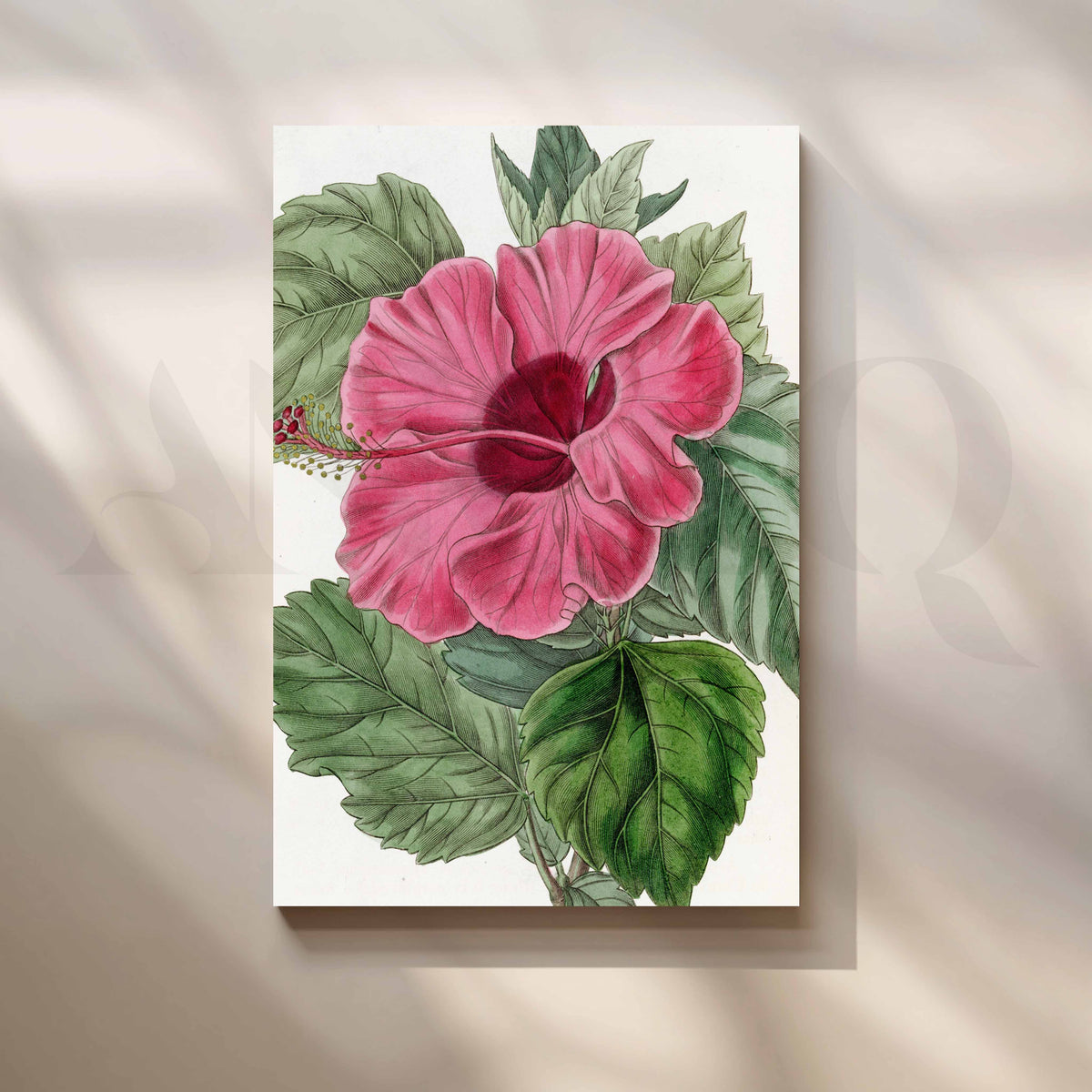 Vintage Pink Hibiscus Botanical Canvas Artwork – Asha Art Studio