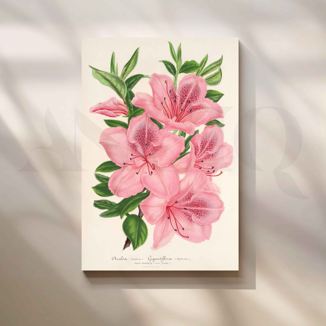 Soft Pink Azalea Botanical Canvas Artwork – Asha Art Studio
