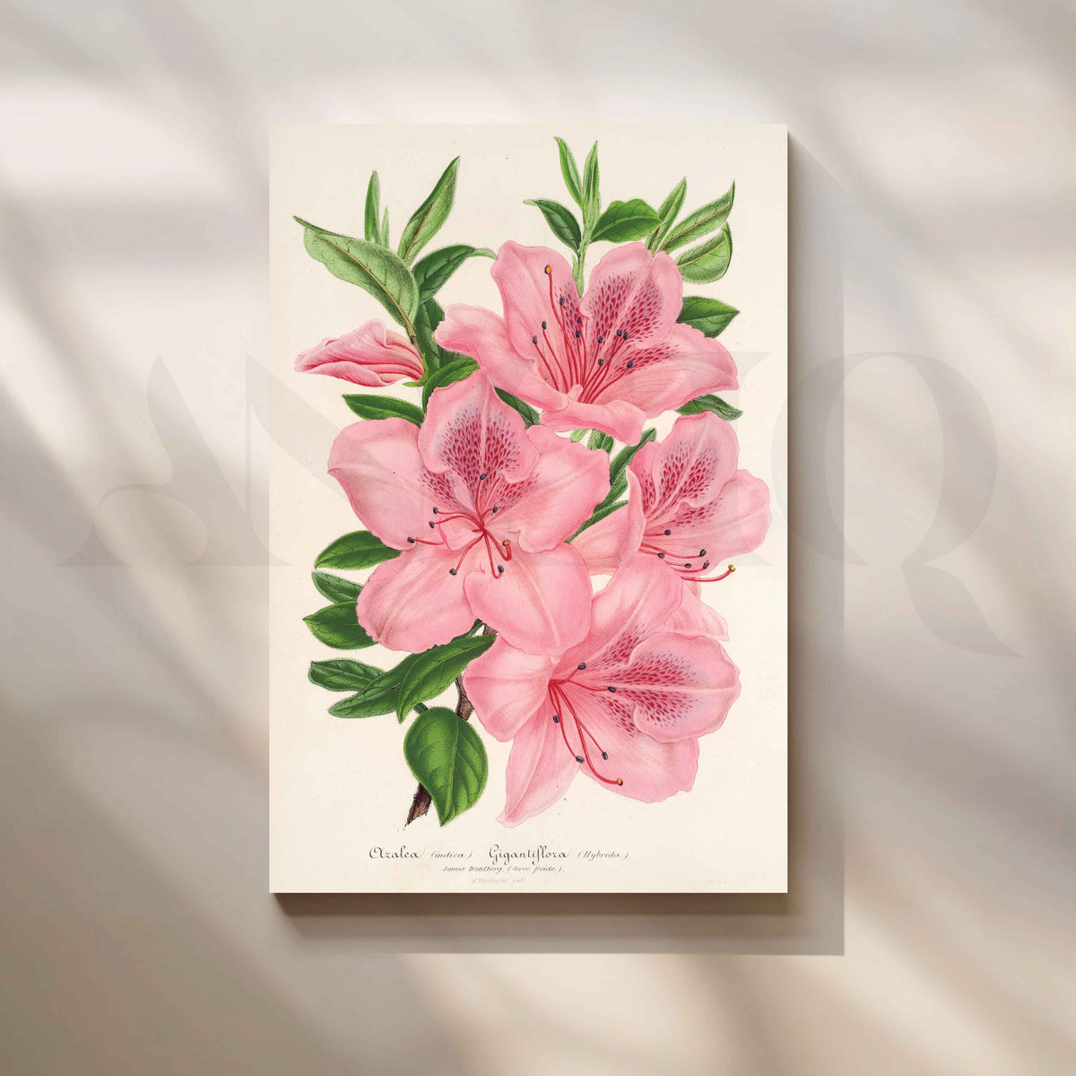 Soft Pink Azalea Botanical Canvas Artwork – Asha Art Studio