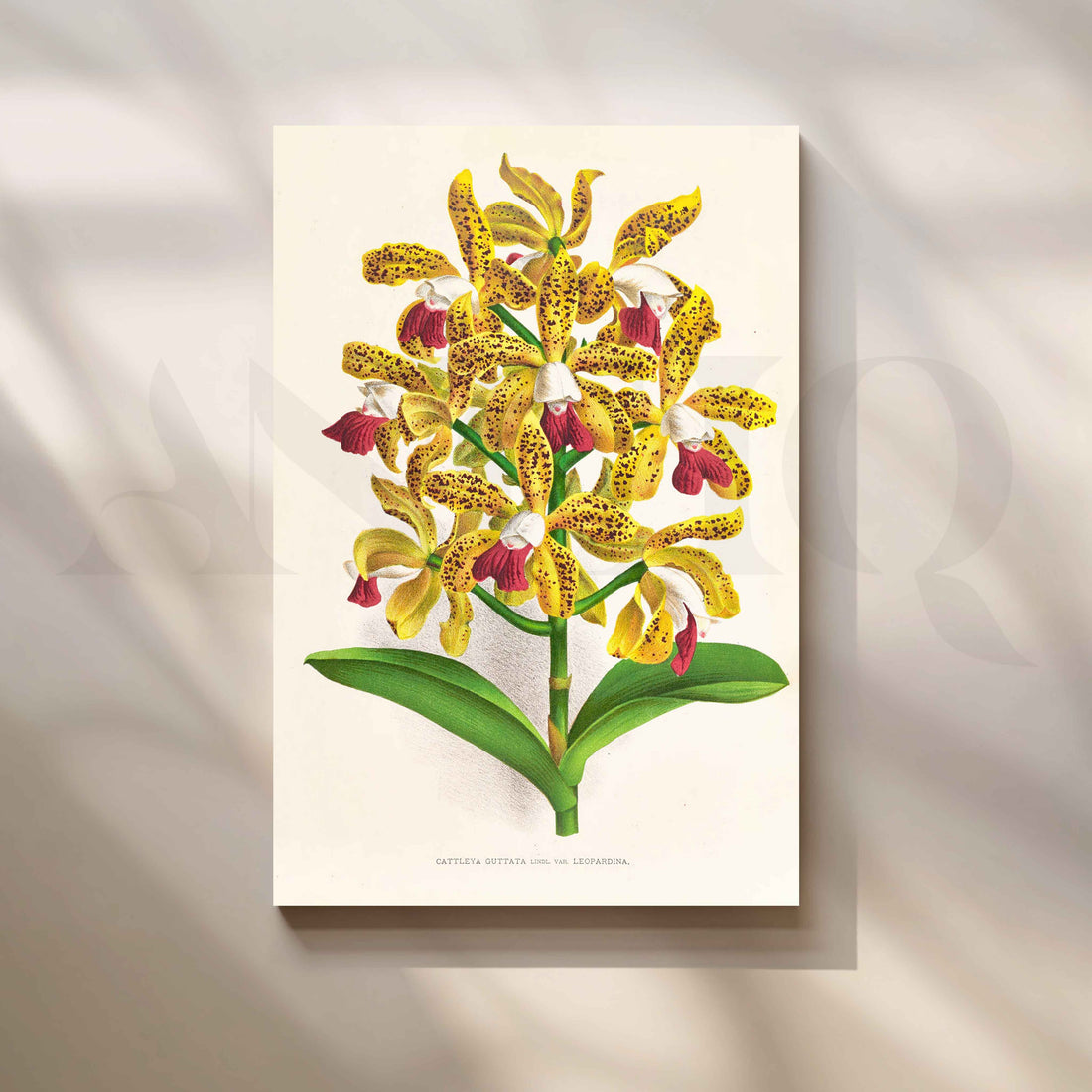 Vintage Yellow Orchid Botanical Canvas Artwork – Asha Art Studio