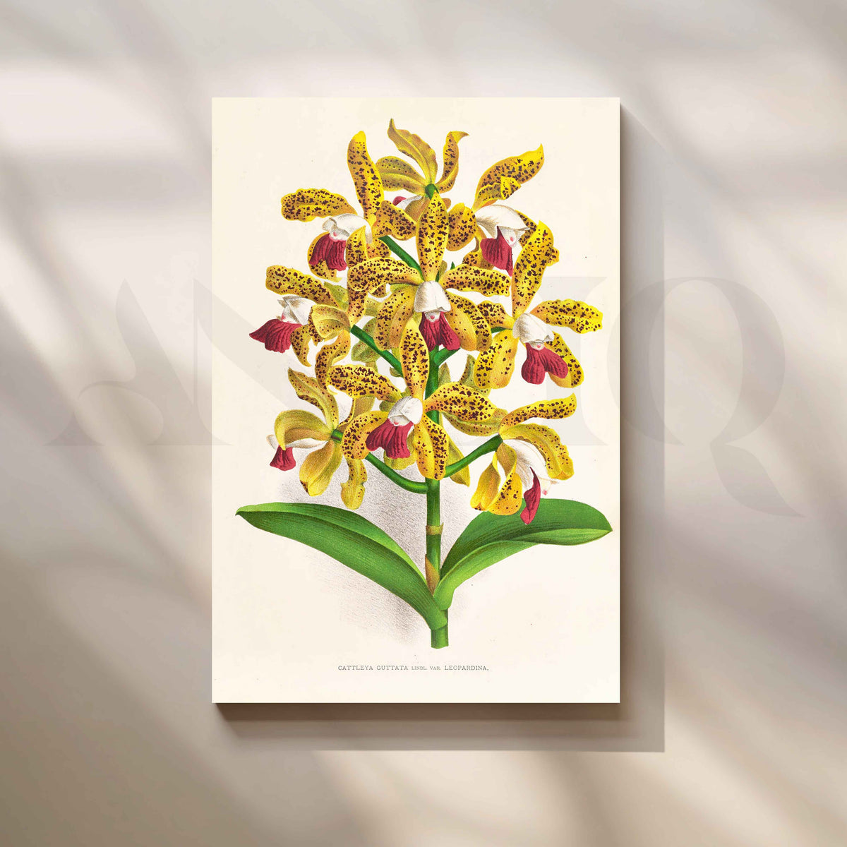 Vintage Yellow Orchid Botanical Canvas Artwork – Asha Art Studio