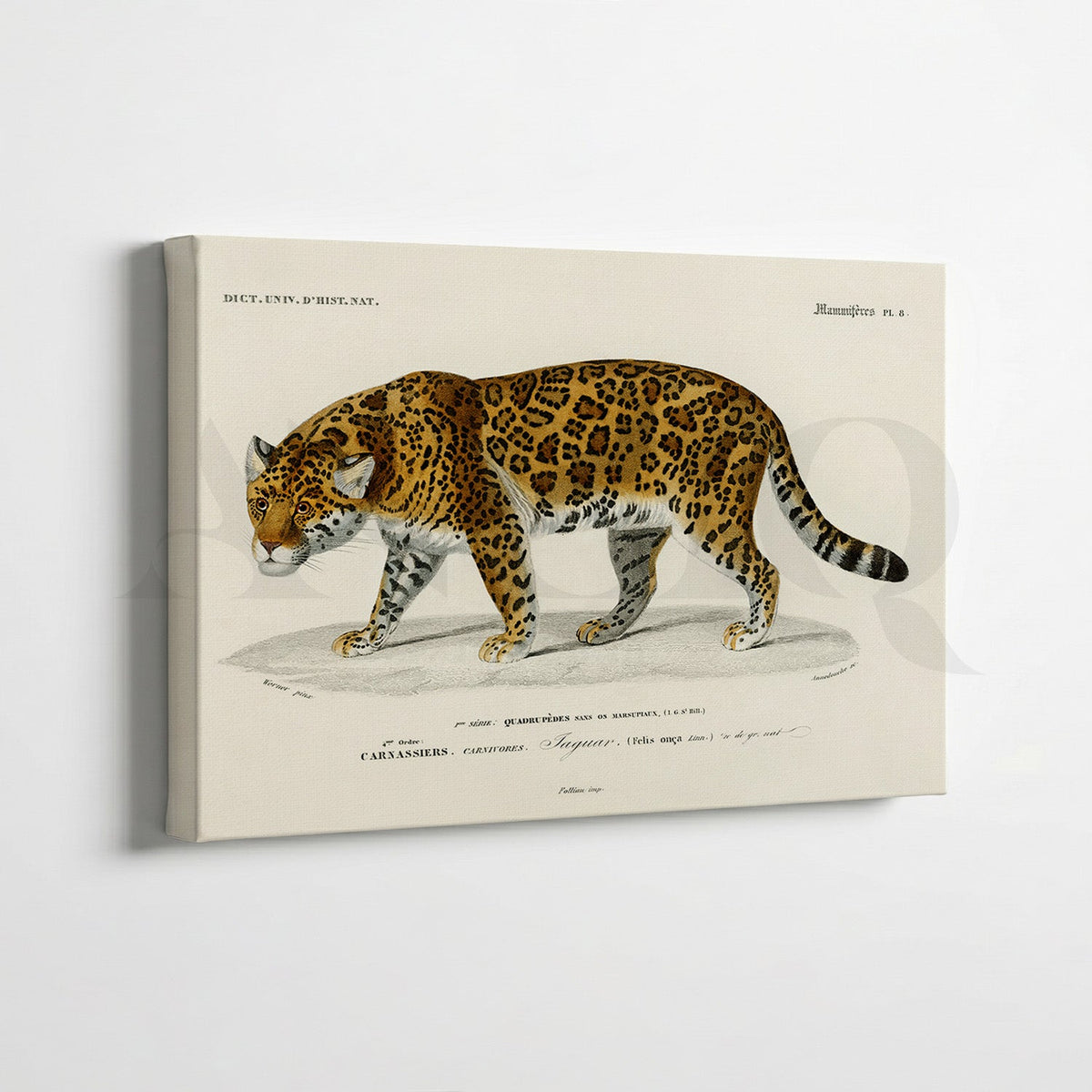 Vintage Wildlife & Botanical Gallery Wall Canvas Artwork Set of 7 – Asha Art Studio – Image 3