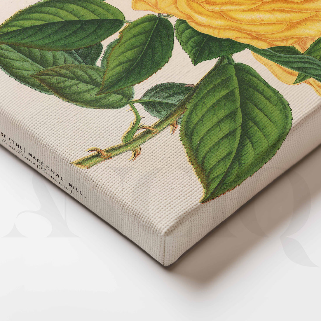Vintage Yellow Rose Botanical Canvas Artwork – Asha Art Studio
