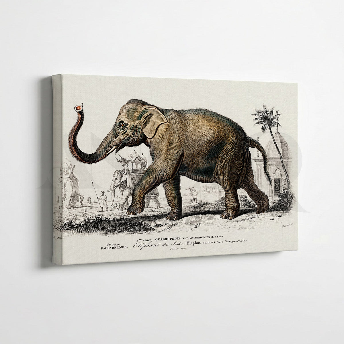 Vintage Wildlife & Botanical Gallery Wall Canvas Artwork Set of 7 – Asha Art Studio – Image 2