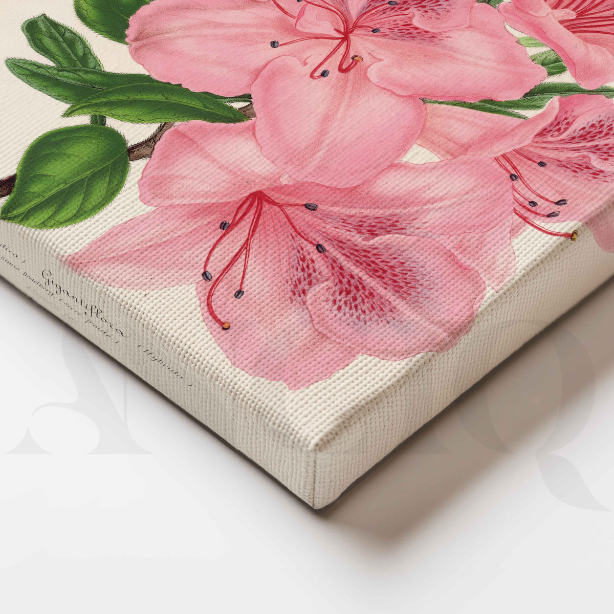 Soft Pink Azalea Botanical Canvas Artwork – Asha Art Studio – Image 2