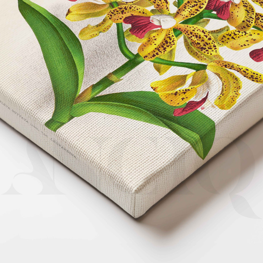 Vintage Yellow Orchid Botanical Canvas Artwork – Asha Art Studio
