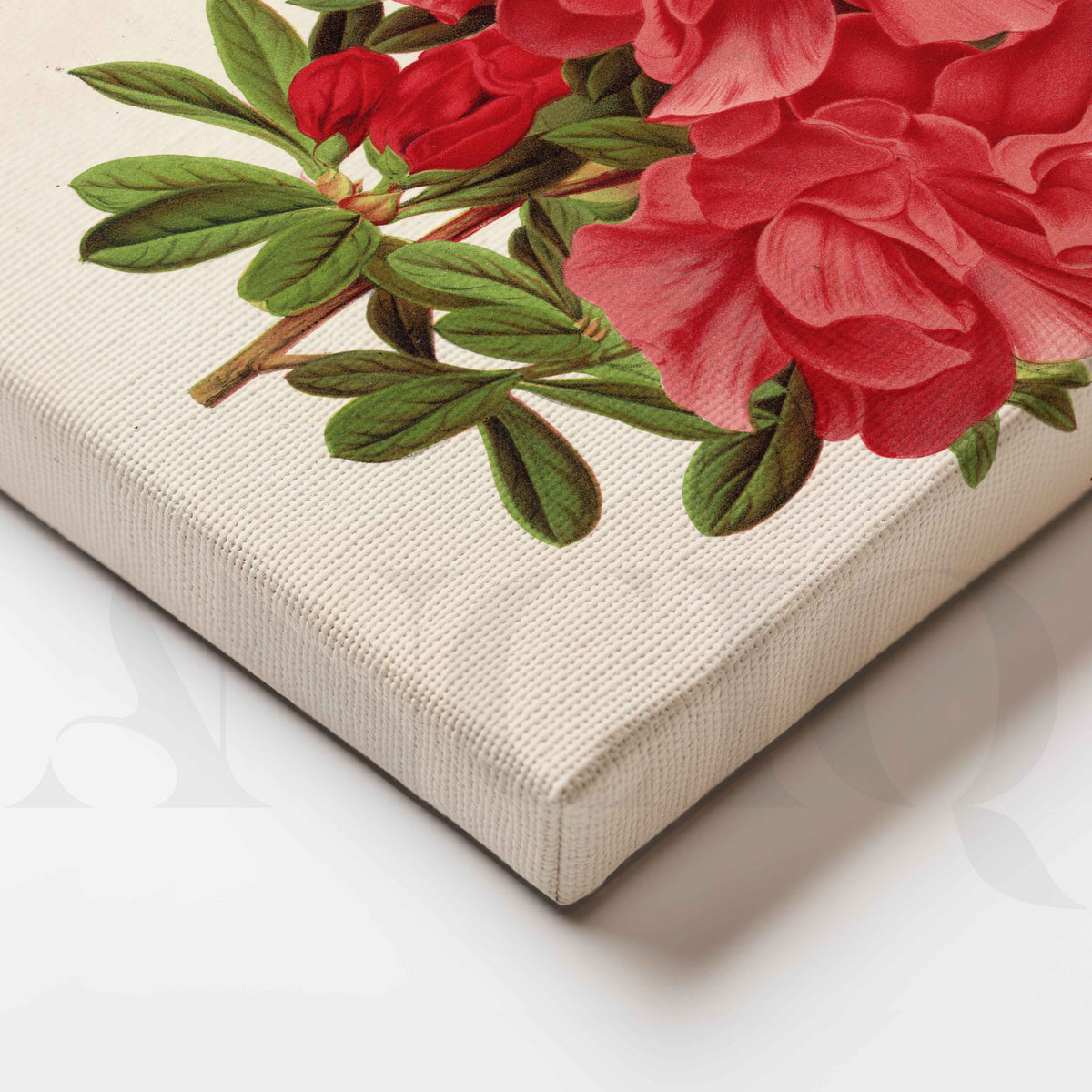 Vintage Red Floral Botanical Canvas Artwork – Asha Art Studio – Image 2