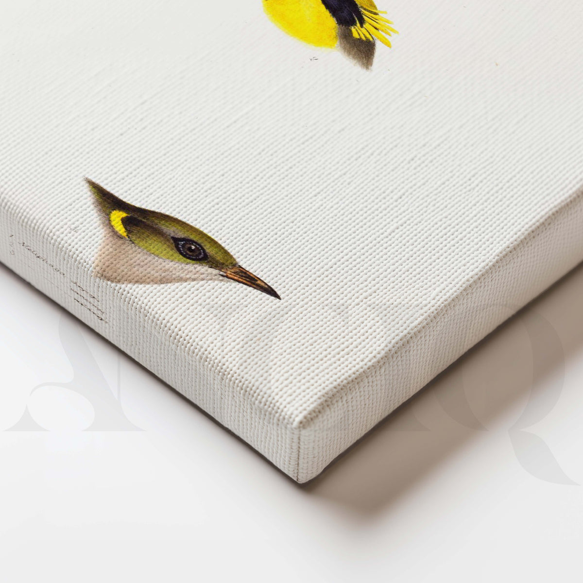 Minimal Bird Study Gallery Wall Set of 2 – Asha Art Studio – Image 2