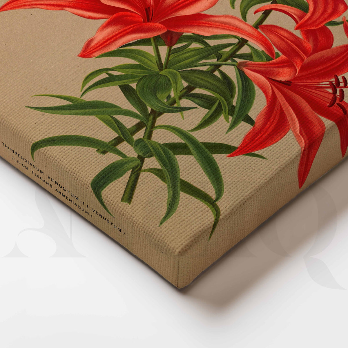 Vintage Red Lily Botanical Canvas Artwork – Asha Art Studio – Image 2