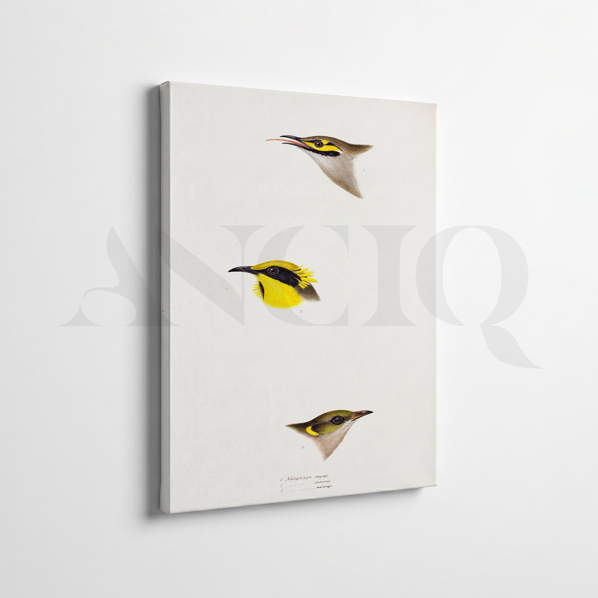 Minimal Bird Study Gallery Wall Set of 2 – Asha Art Studio – Image 3