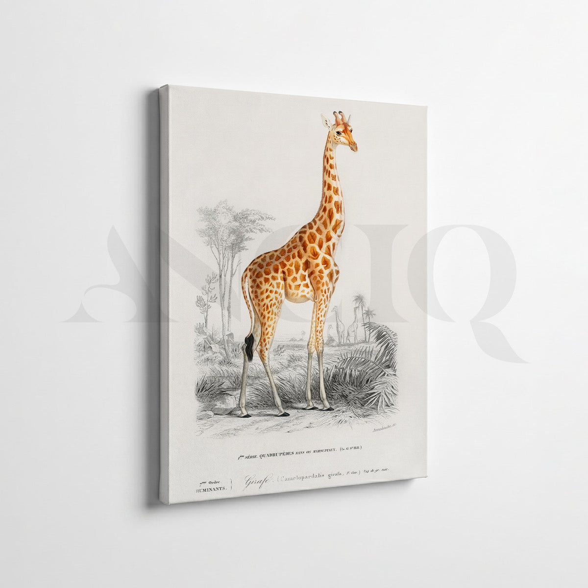 Vintage Wildlife & Botanical Gallery Wall Canvas Artwork Set of 7 – Asha Art Studio – Image 8