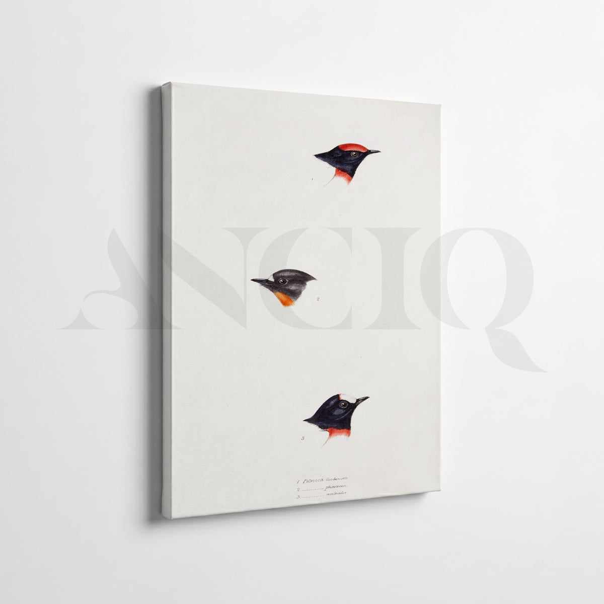 Minimal Bird Study Gallery Wall Set of 2 – Asha Art Studio – Image 4