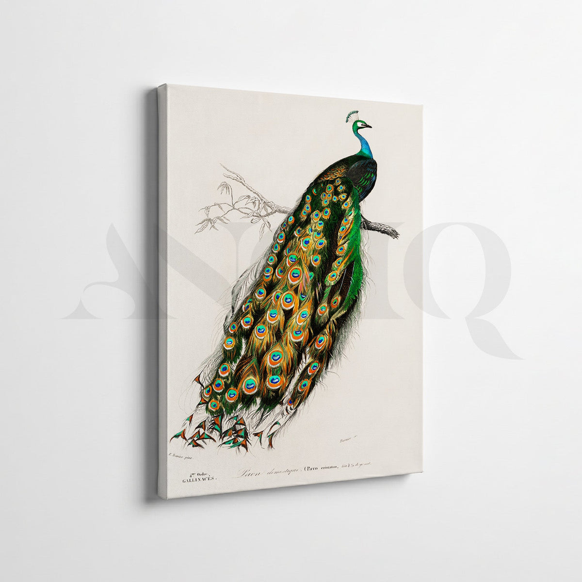 Vintage Wildlife & Botanical Gallery Wall Canvas Artwork Set of 7 – Asha Art Studio – Image 5