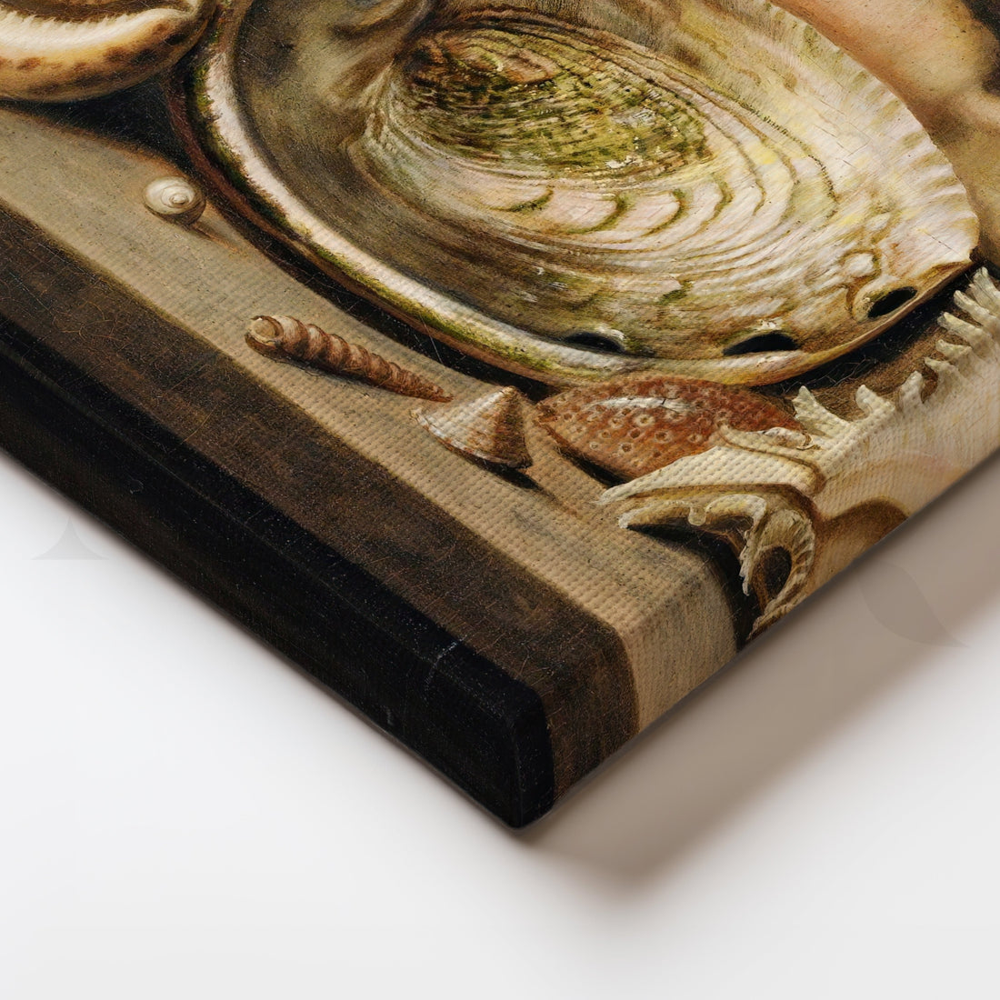 Vintage Seashell Still Life Canvas – Asha Art Studio