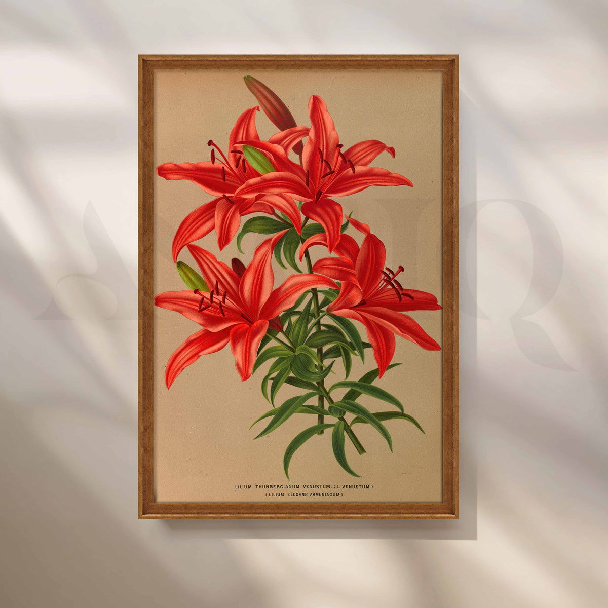 Vintage Red Lily Botanical Canvas Artwork – Asha Art Studio – Image 6