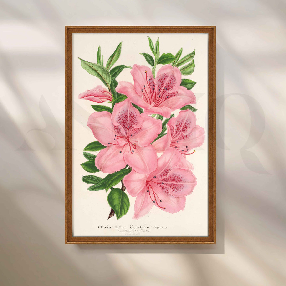Soft Pink Azalea Botanical Canvas Artwork – Asha Art Studio – Image 6