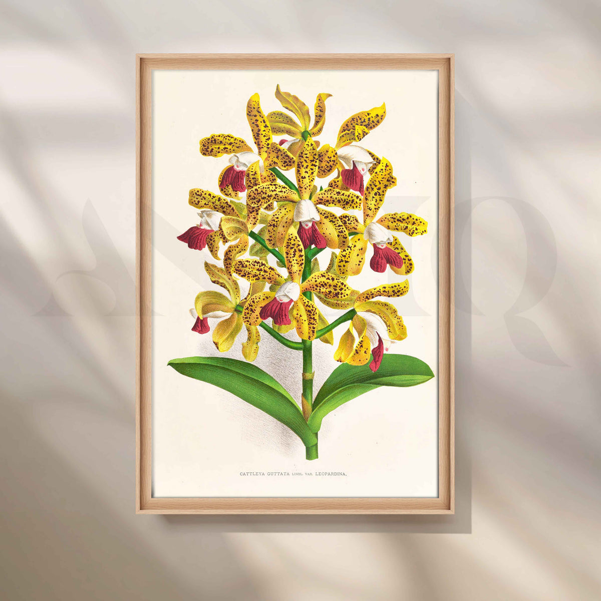 Vintage Yellow Orchid Botanical Canvas Artwork – Asha Art Studio – Image 5