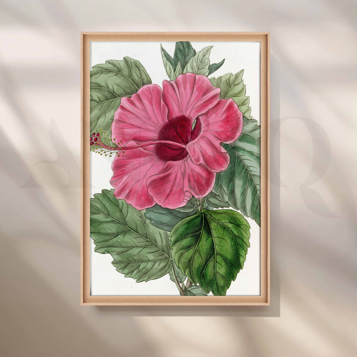 Vintage Pink Hibiscus Botanical Canvas Artwork – Asha Art Studio – Image 5