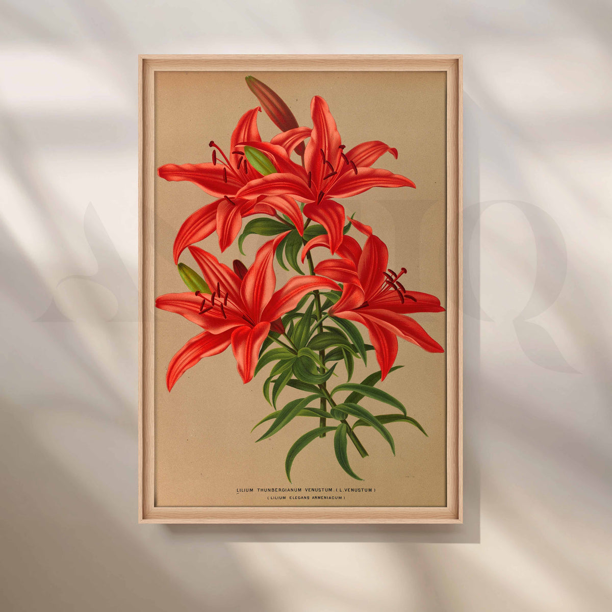Vintage Red Lily Botanical Canvas Artwork – Asha Art Studio – Image 5