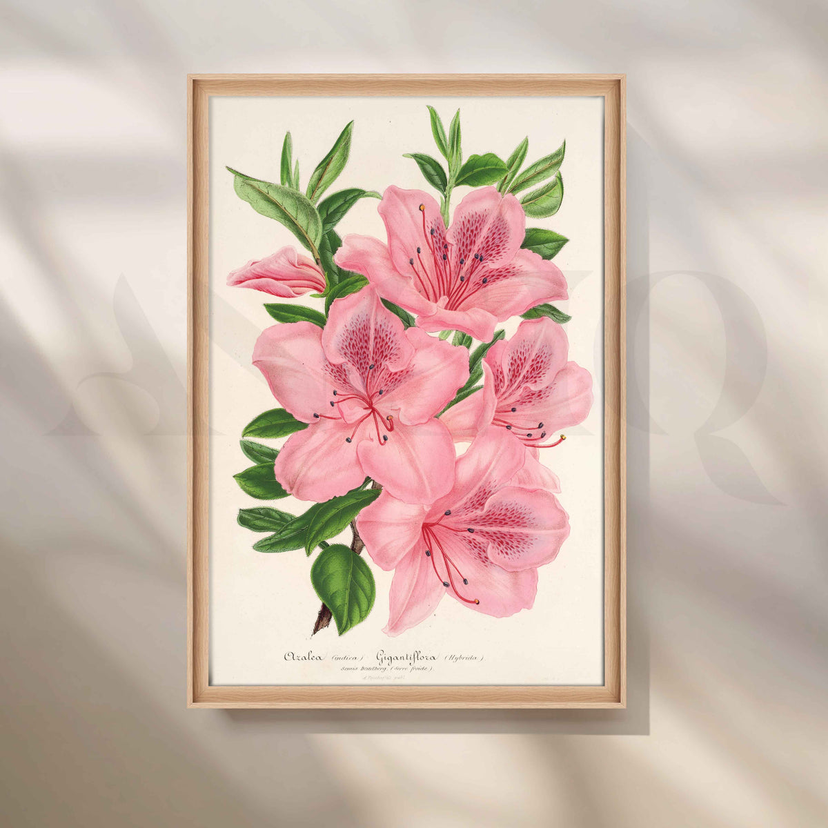 Soft Pink Azalea Botanical Canvas Artwork – Asha Art Studio – Image 5