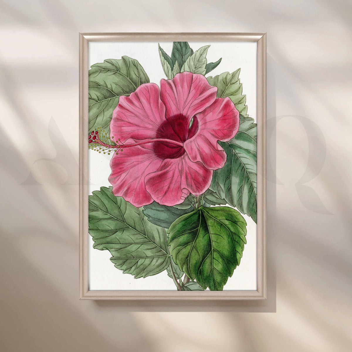 Vintage Pink Hibiscus Botanical Canvas Artwork – Asha Art Studio – Image 4