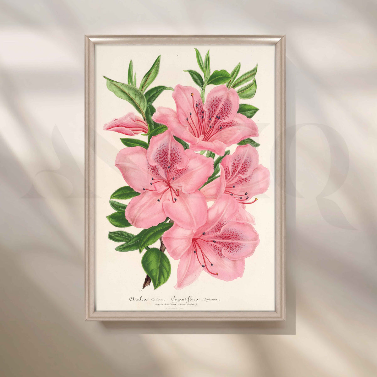 Soft Pink Azalea Botanical Canvas Artwork – Asha Art Studio – Image 4