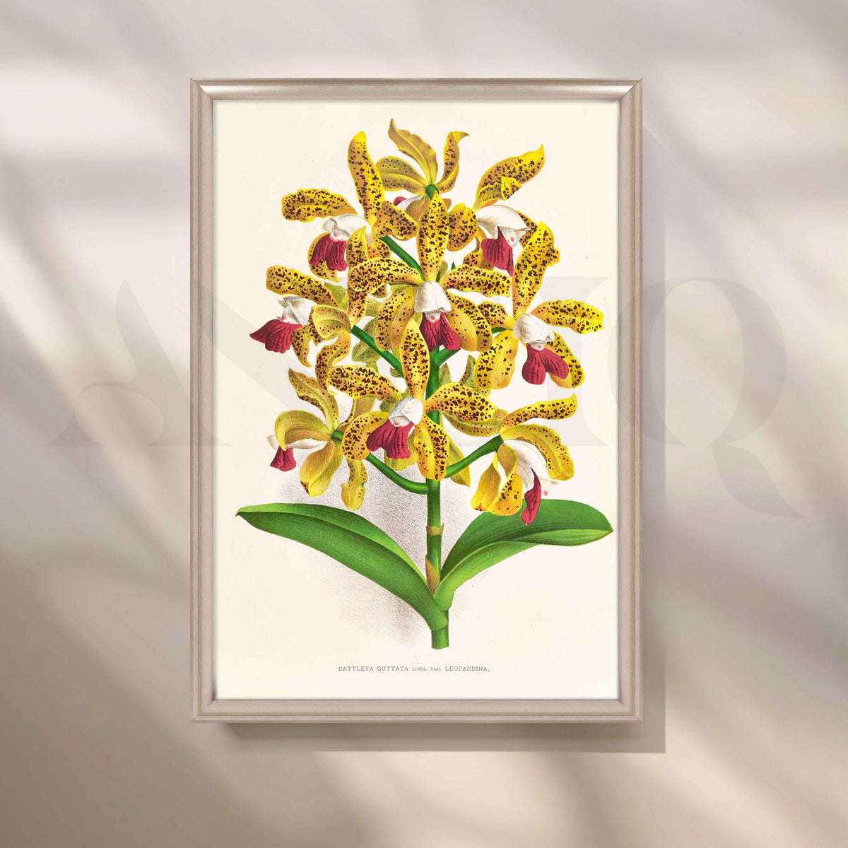 Vintage Yellow Orchid Botanical Canvas Artwork – Asha Art Studio – Image 4