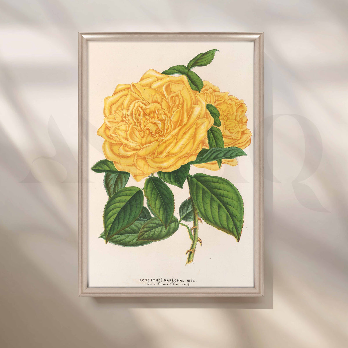 Vintage Yellow Rose Botanical Canvas Artwork – Asha Art Studio – Image 4
