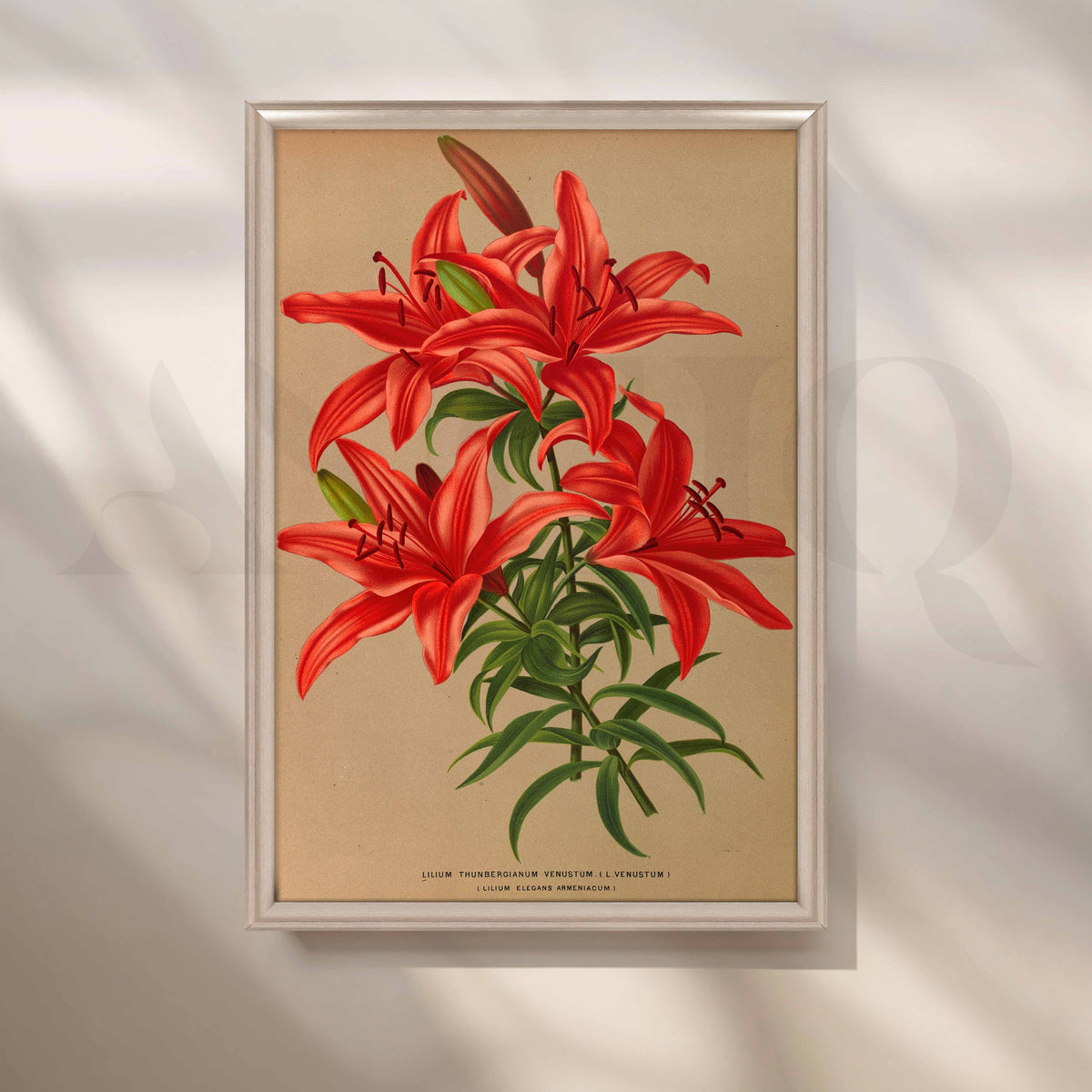 Vintage Red Lily Botanical Canvas Artwork – Asha Art Studio – Image 4