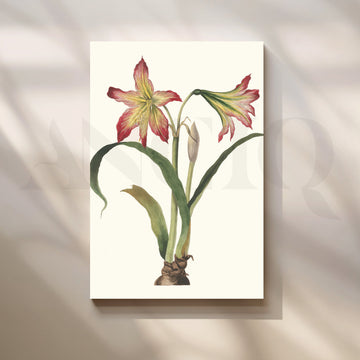 Amaryllis Botanica Canvas Artwork – Asha Art Studio