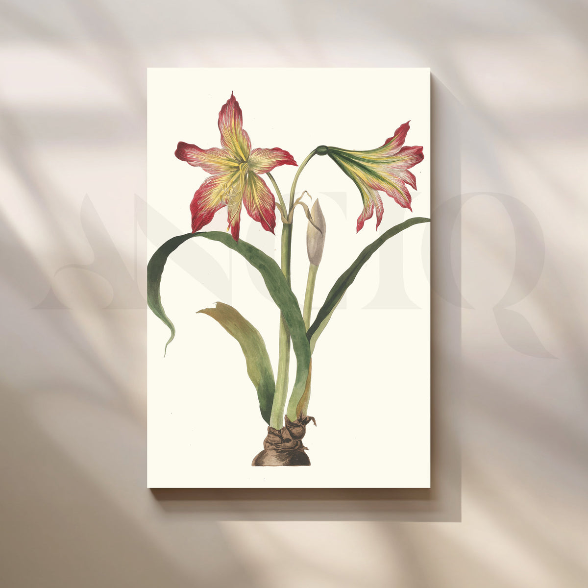 Amaryllis Botanica Canvas Artwork – Asha Art Studio