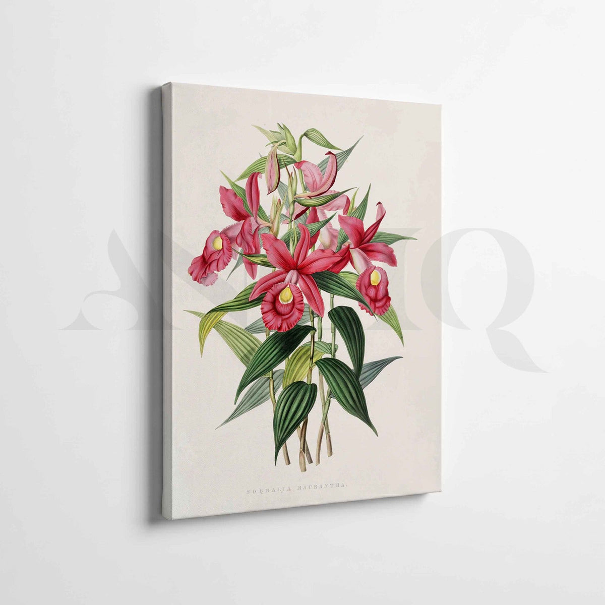 Pink Orchid Botanical Gallery Wall Artwork Set of 2 – Asha Art Studio – Image 3