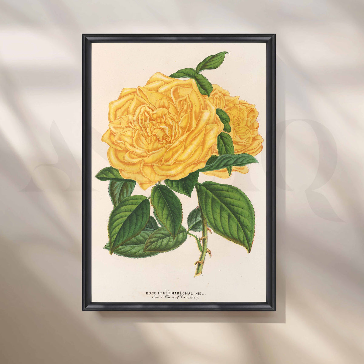 Vintage Yellow Rose Botanical Canvas Artwork – Asha Art Studio – Image 3