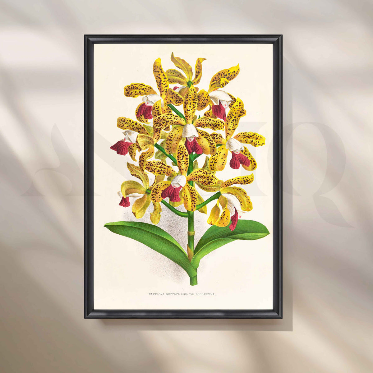 Vintage Yellow Orchid Botanical Canvas Artwork – Asha Art Studio – Image 3