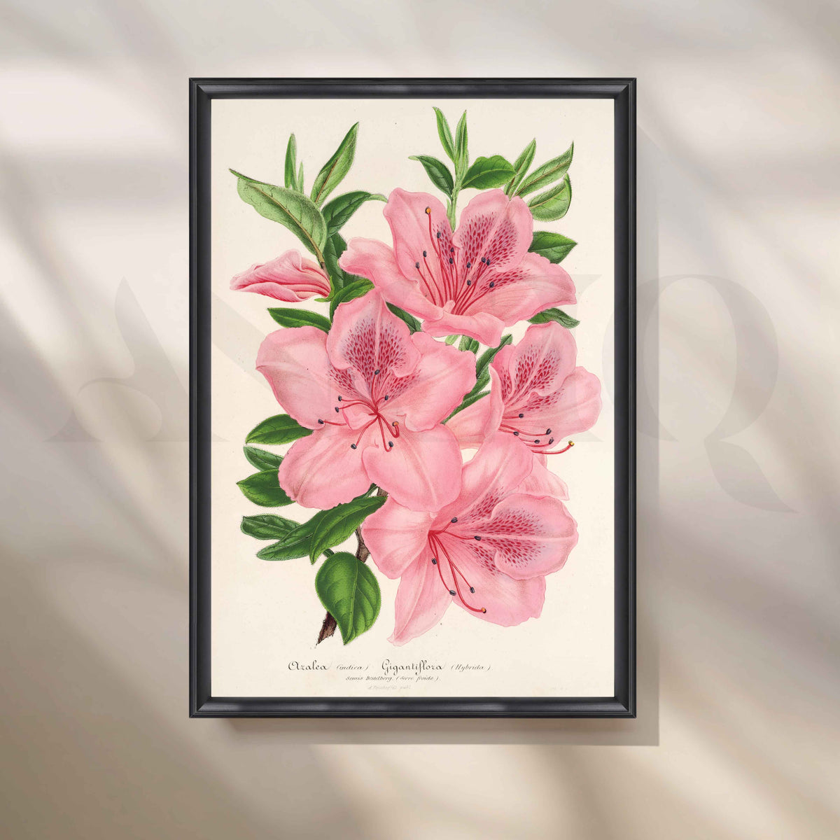 Soft Pink Azalea Botanical Canvas Artwork – Asha Art Studio – Image 3