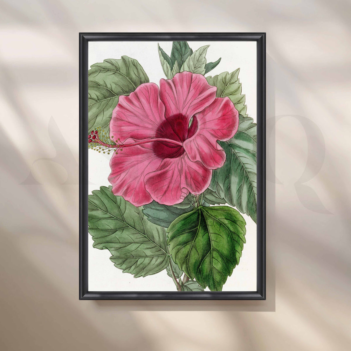 Vintage Pink Hibiscus Botanical Canvas Artwork – Asha Art Studio – Image 3