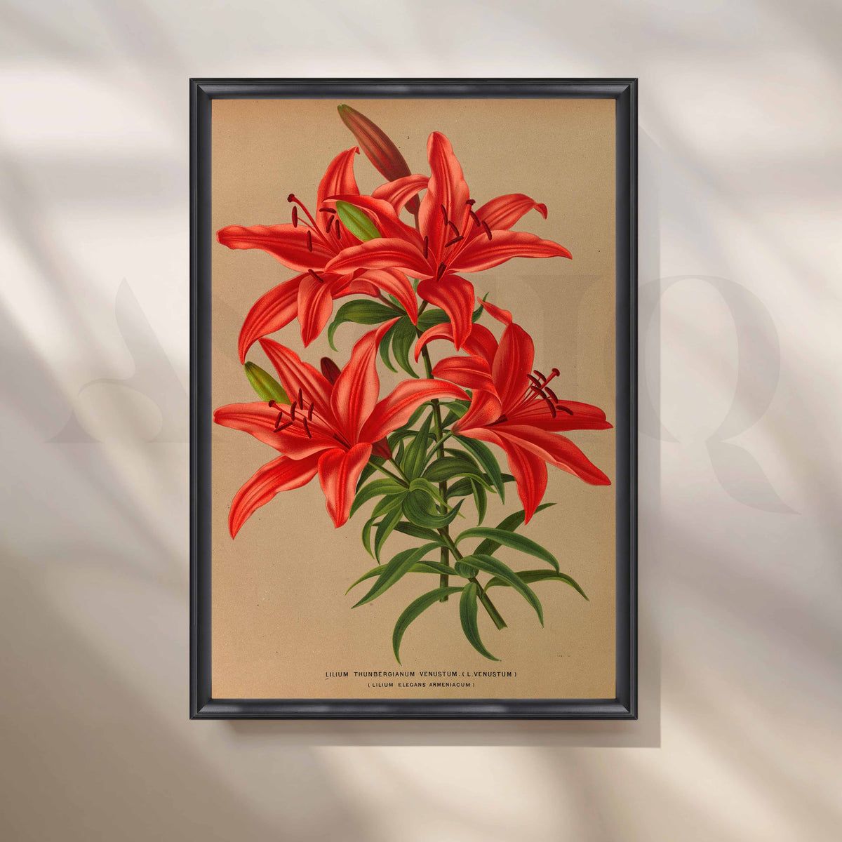 Vintage Red Lily Botanical Canvas Artwork – Asha Art Studio – Image 3